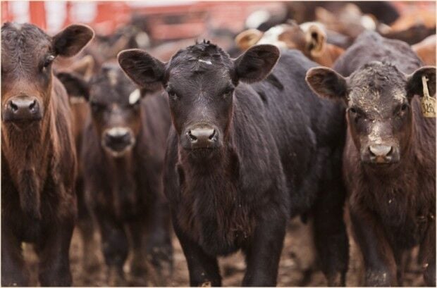 Klage wegen Missouris Gesetz zur Kennzeichnung von gefälschtem Fleisch beigelegt | Politik | stltoday.com
